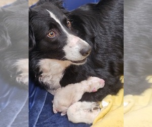 Mother of the Border Collie-Bordoodle Mix puppies born on 04/10/2024