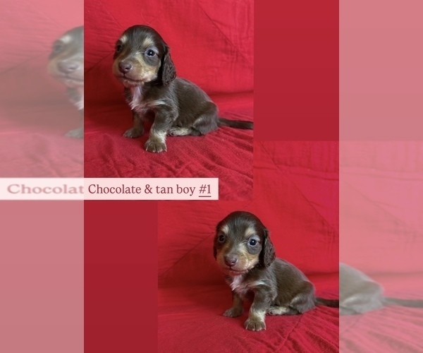 Medium Photo #5 Dachshund Puppy For Sale in MARYSVILLE, WA, USA