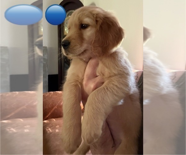Medium Photo #7 Golden Retriever Puppy For Sale in EAST HAMPTON, CT, USA