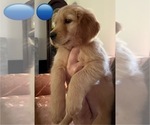 Small Photo #7 Golden Retriever Puppy For Sale in EAST HAMPTON, CT, USA