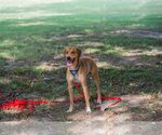 Small Photo #11 Rhodesian Ridgeback-Unknown Mix Puppy For Sale in Munford, TN, USA