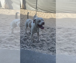 American Pit Bull Terrier Puppy for sale in KISSIMMEE, FL, USA