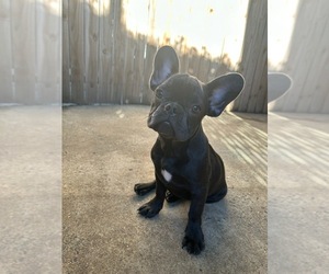 French Bulldog Puppy for sale in PASSYUNK, PA, USA
