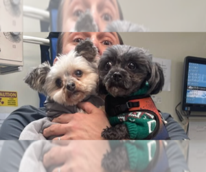 Poodle (Miniature)-Unknown Mix Dogs for adoption in Caldwell, NJ, USA