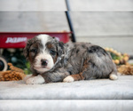 Small #1 Goldendoodle (Miniature)