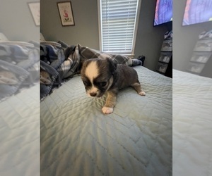Chihuahua Puppy for sale in COLUMBIA, SC, USA