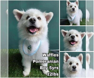Medium Pomeranian