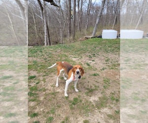 Coonhound Dogs for adoption in CAMBY, IN, USA