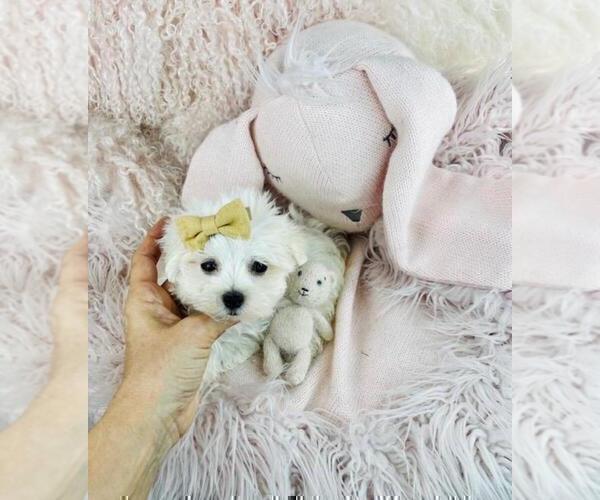 Medium Photo #5 Maltese Puppy For Sale in DACULA, GA, USA