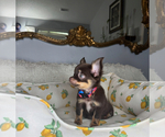 Small #6 Chihuahua