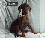 Small #2 Doberman Pinscher