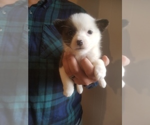 Pembroke Welsh Corgi Puppy for sale in SPENCER, TN, USA