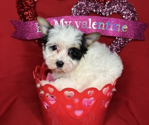 Yorkshire Terrier Puppy for sale in PENSACOLA, FL, USA