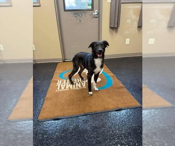 Medium Photo #1 Colonial Cocker Spaniel Puppy For Sale in Westminster, MD, USA