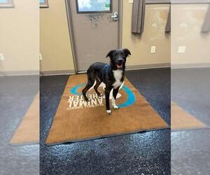 Colonial Cocker Spaniel Dogs for adoption in Westminster, MD, USA