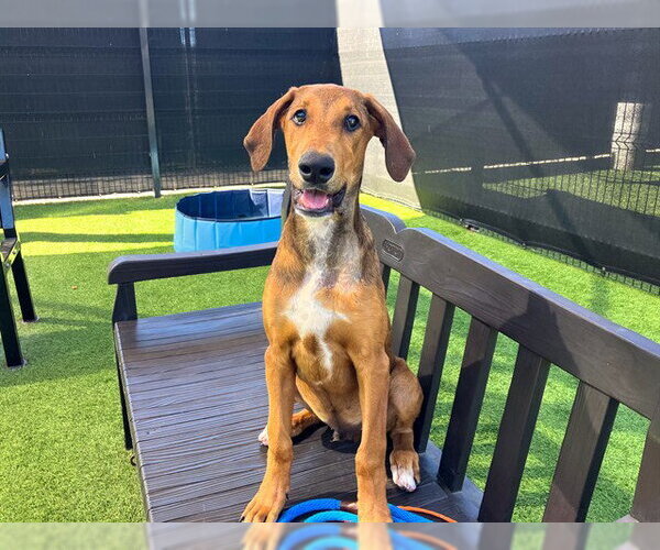Medium Photo #1 Doberman Pinscher-Unknown Mix Puppy For Sale in Orange, CA, USA
