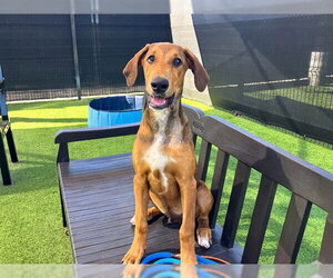 Doberman Pinscher-Unknown Mix Dogs for adoption in Orange, CA, USA