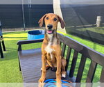 ZACK - Male Doberman Pinscher-Unknown Mix Dog for Adoption - Small photo