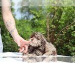 Small #15 ShihPoo