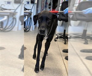 Great Dane-Unknown Mix Dogs for adoption in Tallahassee, FL, USA