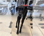 KOBY - Male Great Dane-Unknown Mix Dog for Adoption - Small photo