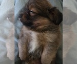 Small #19 Maltipom
