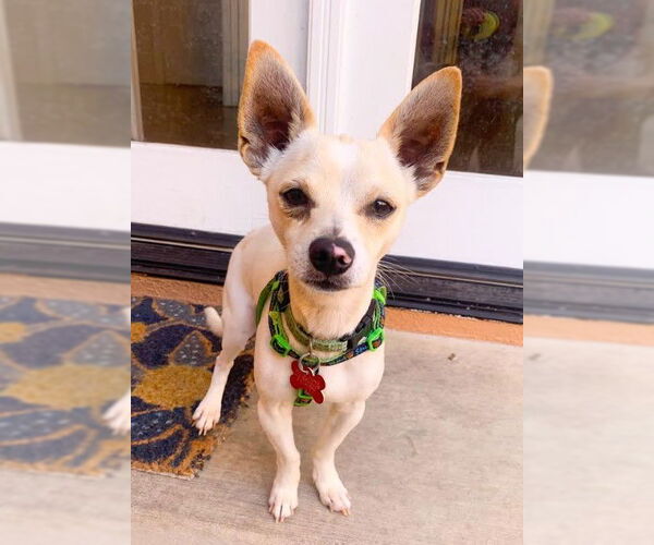 Medium Photo #2 Chihuahua Puppy For Sale in San Diego, CA, USA