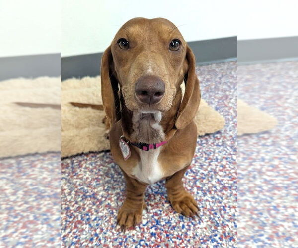 Medium Photo #2 Dachshund Puppy For Sale in Shelbyville, TN, USA