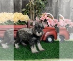 Small #2 Schnauzer (Miniature)