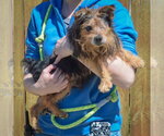 Small #1 Brussels Griffon Mix