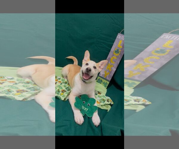 Medium Photo #3 American Pit Bull Terrier-Siberian Husky Mix Puppy For Sale in Turlock, CA, USA