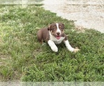 Small #7 Border Collie-Bordoodle Mix