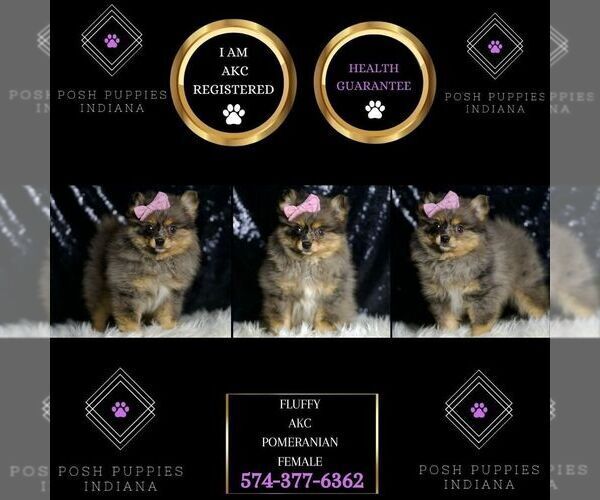 Medium Photo #2 Pomeranian Puppy For Sale in WARSAW, IN, USA