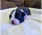 Image preview for Ad Listing. Nickname: Lola