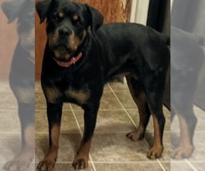 Mother of the Rottweiler puppies born on 12/16/2020