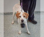 Small #3 English Foxhound Mix