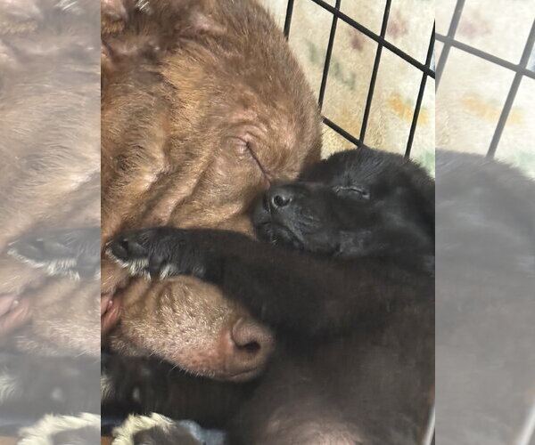 Medium Photo #6 Labrador Retriever-Unknown Mix Puppy For Sale in San Diego, CA, USA
