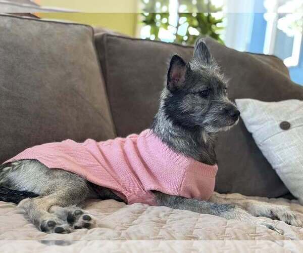 Medium Photo #4 Pomeranian-Unknown Mix Puppy For Sale in New York, NY, USA
