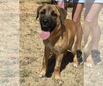 Small #4 Mastiff Mix