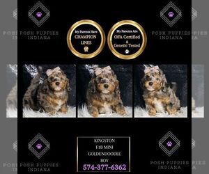 Goldendoodle (Miniature) Puppy for sale in WARSAW, IN, USA