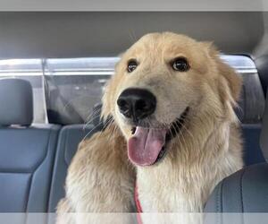 Golden Pyrenees Dogs for adoption in Grand Prairie, TX, USA