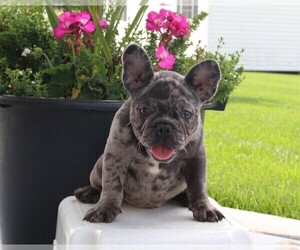 French Bulldog Puppy for sale in FREDERICKSBURG, OH, USA