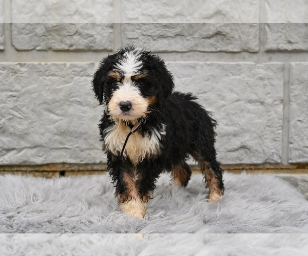 Medium Photo #1 Bernedoodle Puppy For Sale in MILLERSBURG, OH, USA