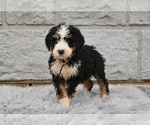 Small Bernedoodle