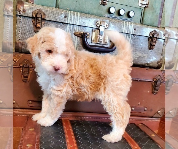 Medium Photo #10 Bernedoodle Puppy For Sale in GLASCO, KS, USA