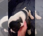 Puppy Sir American Bulldog