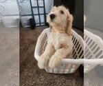 Small #2 Goldendoodle
