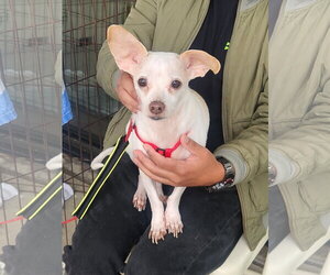 Chihuahua-Unknown Mix Dogs for adoption in Dallas, TX, USA