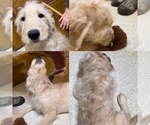 Small Photo #15 Goldendoodle Puppy For Sale in NIOTA, TN, USA