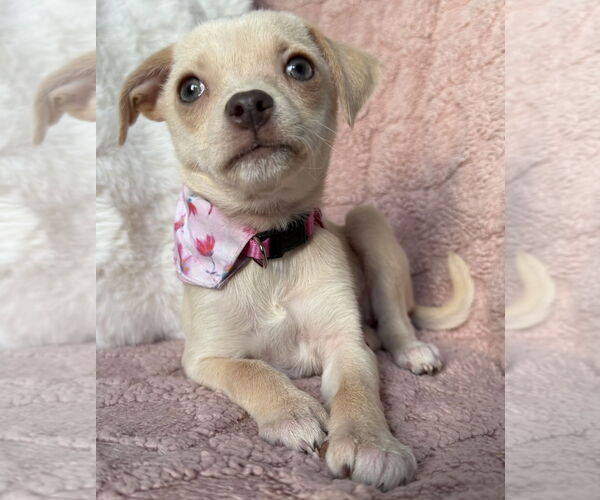 Medium Photo #1 Chihuahua-Unknown Mix Puppy For Sale in Clarkston, MI, USA